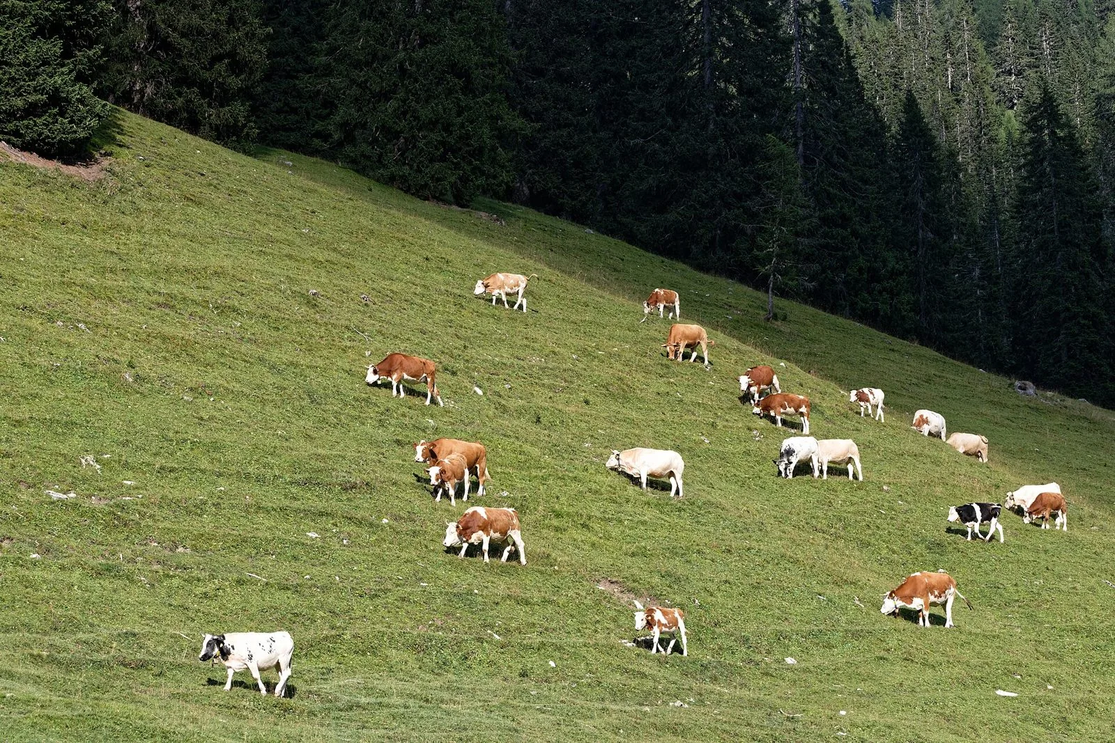 Mandria di vacche pezzate rosse e bianche al pascolo su un prato in pendenza, con un bosco di abeti sullo sfondo