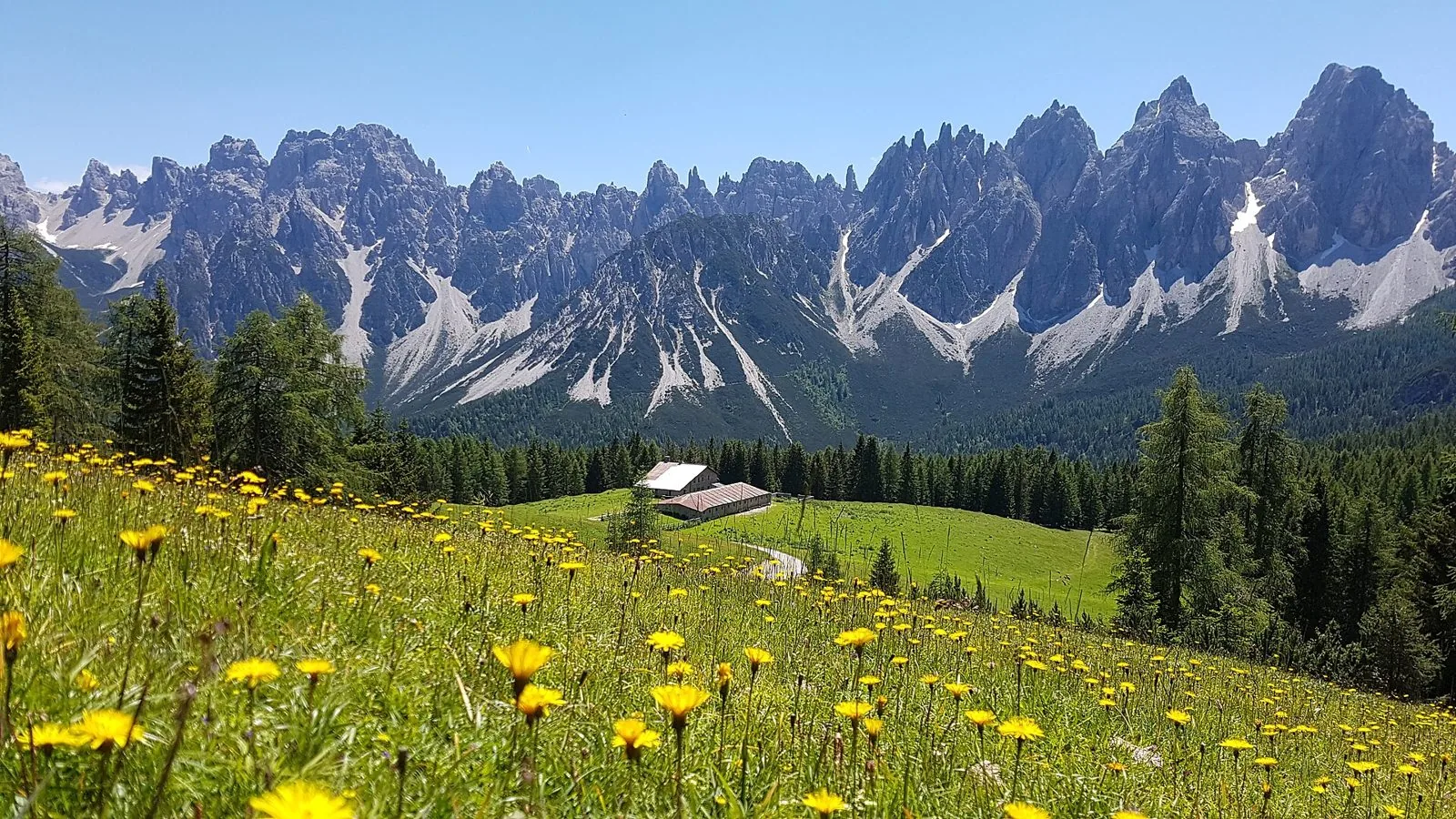 Prato fiorito di giallo in primo piano, gli edifici di una malga tra i boschi e sullo sfondo le guglie rocciose degli Spalti di Toro