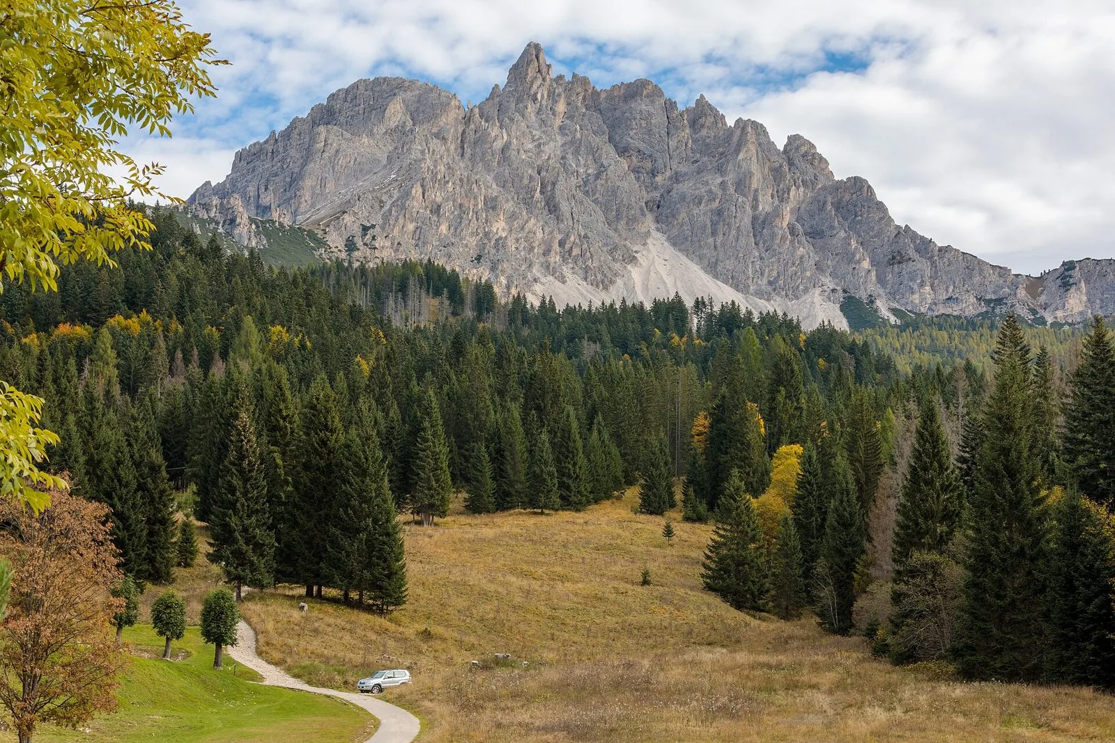Prato e bosco di abeti con alcune chiome gialle autunnali in Val d'Ansiei, ad Auronzo di Cadore, sotto le pareti grigie della Cima Cadin della Neve