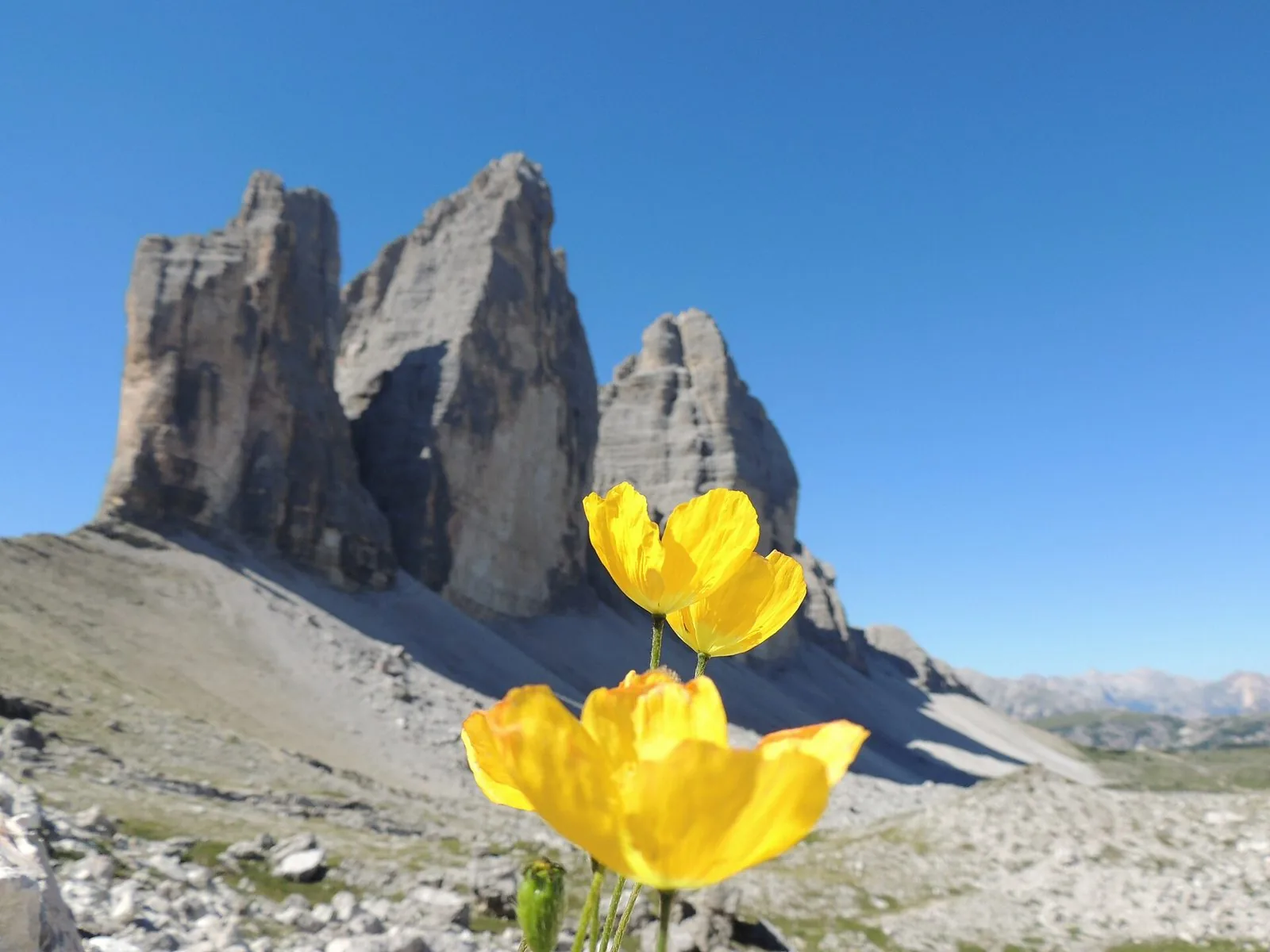 Le Tre Cime di Lavaredo sotto un cielo azzurro limpido, con papaveri alpini gialli in fiore in primo piano e ghiaioni chiari alla base delle pareti